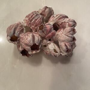 Large Pink White Stripe Acorn Barnacle Cluster 7” Natural Beach Decor